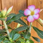Púštna ruža (Adenium obesum) ´PINK STAR´ – výška 15-25 cm, kont. C1L - RUŽOVÁ